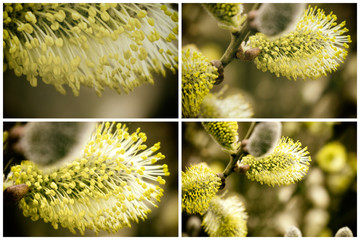 Collection of Beautiful Catkins Blossom in Springtime. Easter Time.