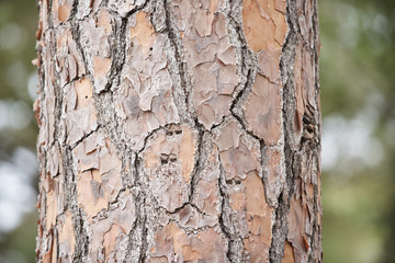 Closeup cracked tree bark