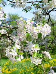Apfelbaum Blüte - Blütezeit in Südtirol