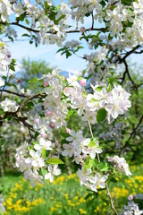Fototapety  Kwiat jabłoni