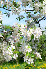 Apfelbaum Blüte - Blütezeit in Südtirol