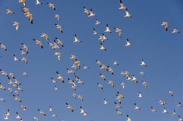 Bird Filled Sky 3