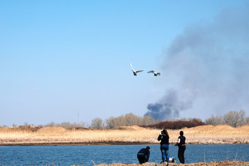 Fototapeta na wymiar Wild steppe white swans fly over the river. Swans escape from the fire. Smoke in the sky.
