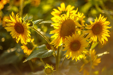 Sunflower field landscape