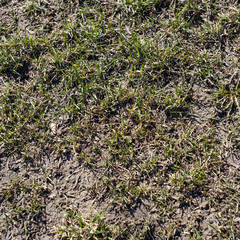 Old grass in the ground