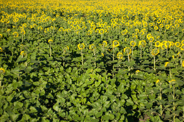 Sunflower field landscape
