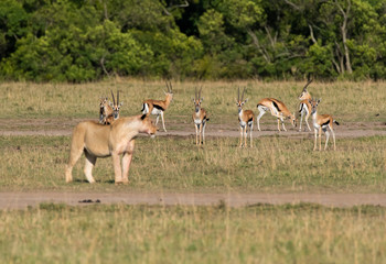 A lioness looking intently at her prey base as they are also looking at her inside Masai Mara National Park during a wildlife safari 