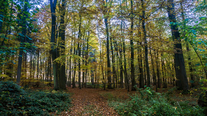Fototapeta premium forest landscape in autumn