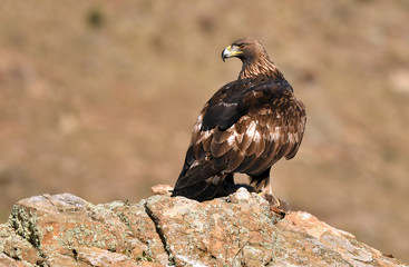 An adult royal eagle poses from the rock with a prey