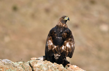 An adult royal eagle poses from the rock with a prey