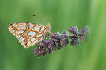 Farfalla Latonia (Issoria lathonia)