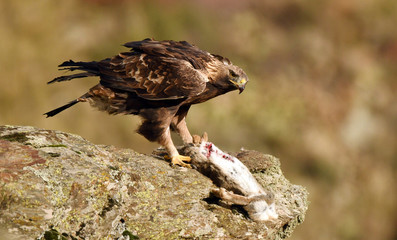 An adult royal eagle poses from the rock with a prey