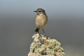 Tarabilla hembra vigila desde la roca