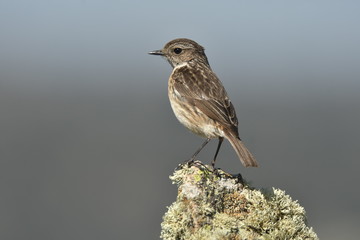 Tarabilla hembra vigila desde la roca
