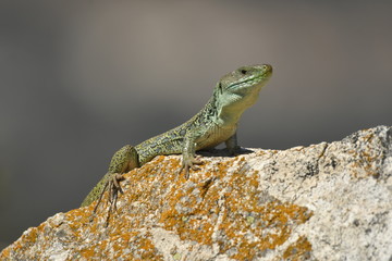 Un lagarto ocelado busca presas en el campo