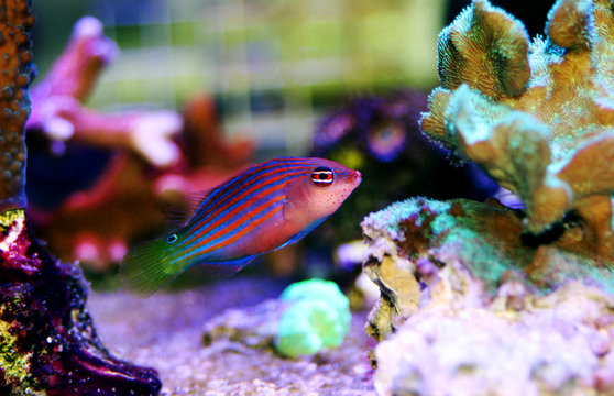 Six Line Wrasse - (Pseudocheilinus hexataenia) 