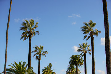 Beverly Hills CA palm trees