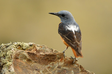 A red rocker perches on the rocks in the sierra of Ávila