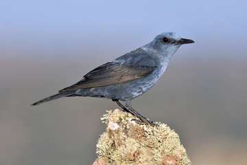 A lone rockfish perches on a rock in the field