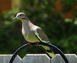 White-winged Dove on a perch