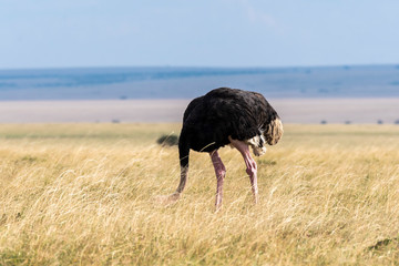 An Ostrich grazing in the plains of Masai Mara National Reserve during a wildlife safari