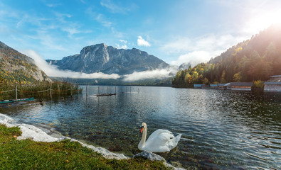 Amazing Scene on the Altaussee Lake. white swan in turquoise water. High mountains lake. Beautiful landscape of alps, Wonderful Picturesque scene. Famous alpine place of the world. Foggy Sunrise.