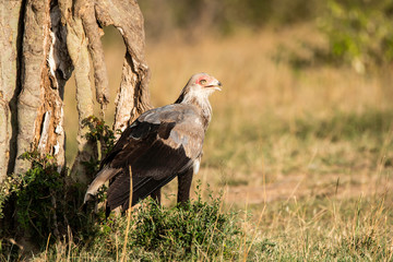 A Secretary bird searching for food in the plains of Masai Mara National Reserve during a wildlife safari