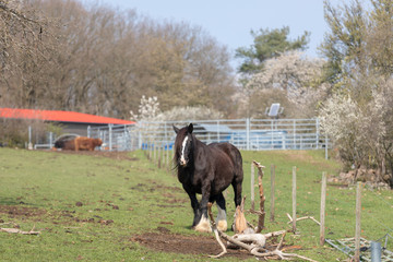 Irish Cob standing in a meadow with a lush green field