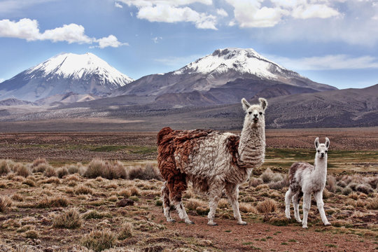 A bably llama and it's mother look into the lens with a mountain in the background on the Bolivian Altiplano