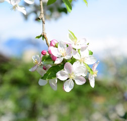 Apfelbaum Blütezeit Apfelbaumblüten