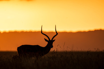 A male impala grazing in the plains of Africa inside Masai Mara National Reserve during a wildlife safari