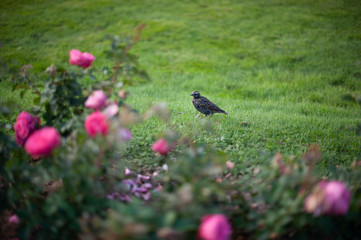 bird