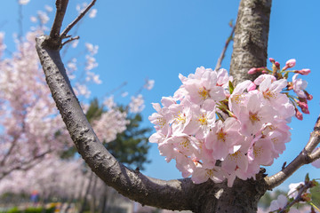 flores de cerezo