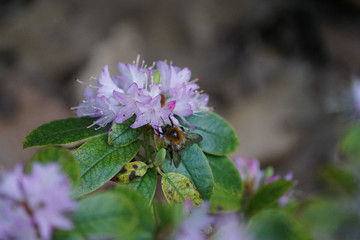 Bee on the search for honey