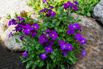 Fototapeta na wymiar Small purple lilac flowers аubrieta growing between some rocks