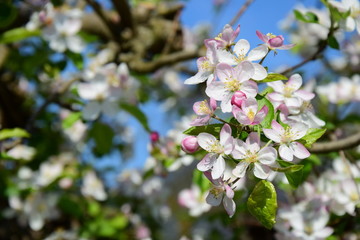 Apfelbaum Blüte - Blütezeit in Südtirol