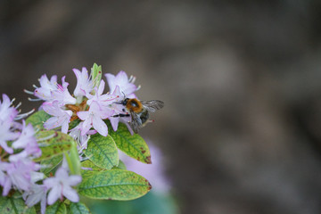 Bee on the search for honey