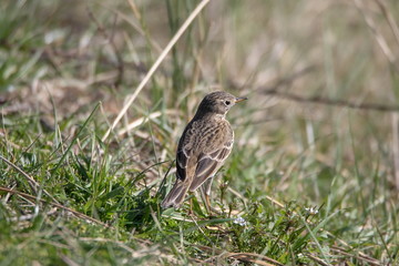 Wiesenpieper