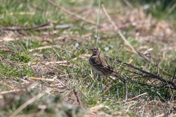Wiesenpieper