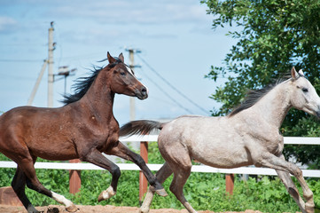 running and playing young horses in paddock. spring season