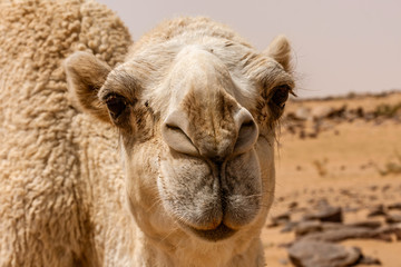 Obraz premium A portrait of a cute white dromedary camel in the desert 