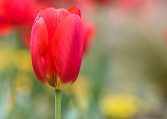 Fototapeta premium Tulipan rojo en primavera para el día de la madre