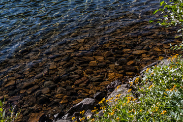 A Wilderness Lake Shore with Flowers