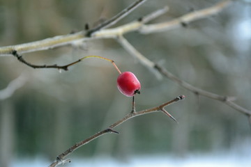 red berries on a branch