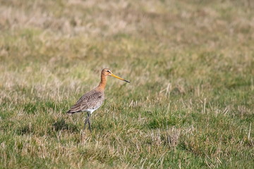 Schwarzschwanzschnepfe