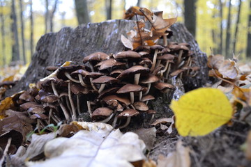 mushrooms in the grass