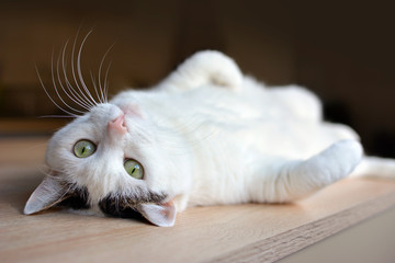 Tabby white cat with green eyes and pink nose lying upside down on back on wooden floor, looking at...