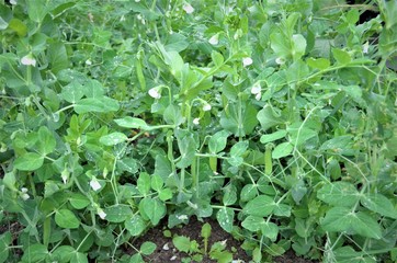 peas in the garden