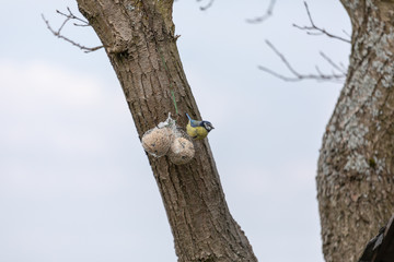 Blue tit ,Cyanistes caeruleus, Parus caeruleus, at the birdhaus in spring