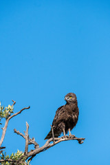 A short toed snake eagle perched on a tree inside Masai Mara National Reserve during a wildlife safari